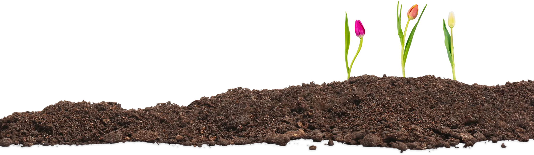 Tulips rising out of dirt