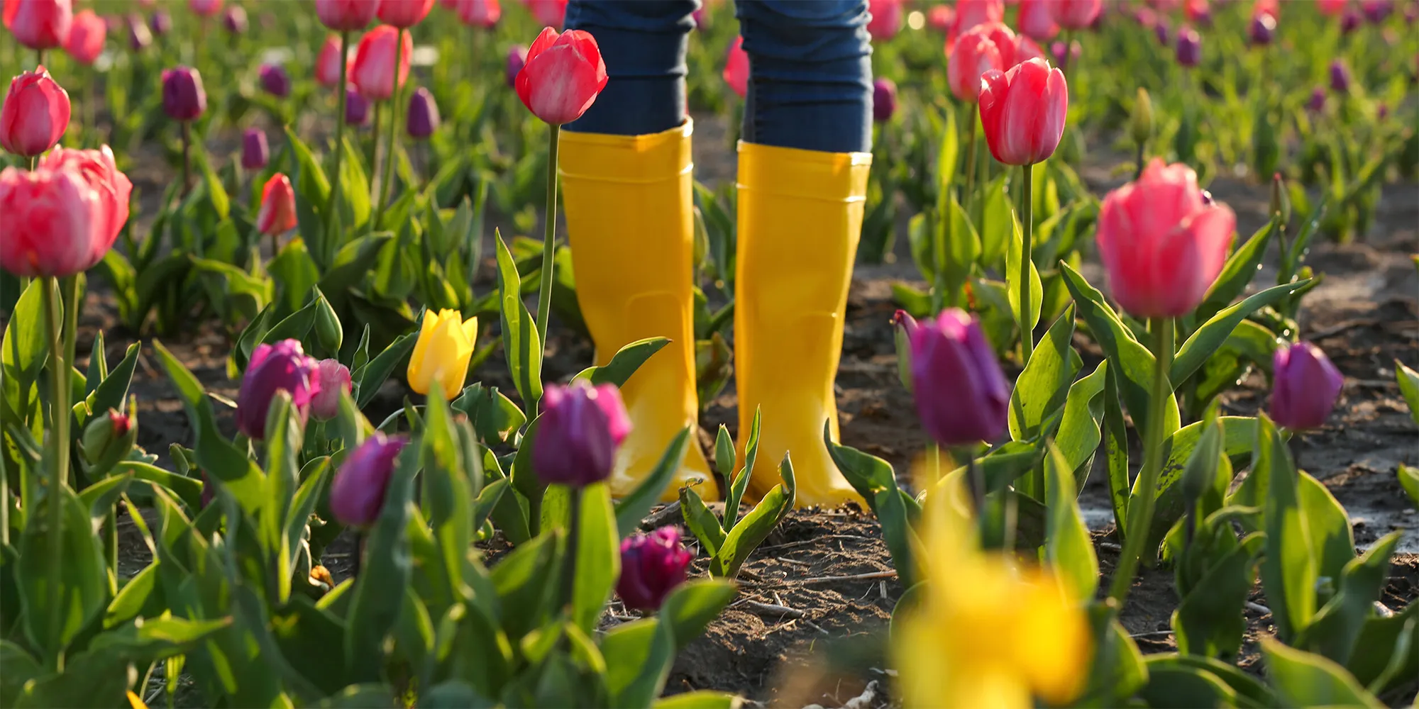 Catherine McGonagle walking through a tulip field wearing yellow rubber boots