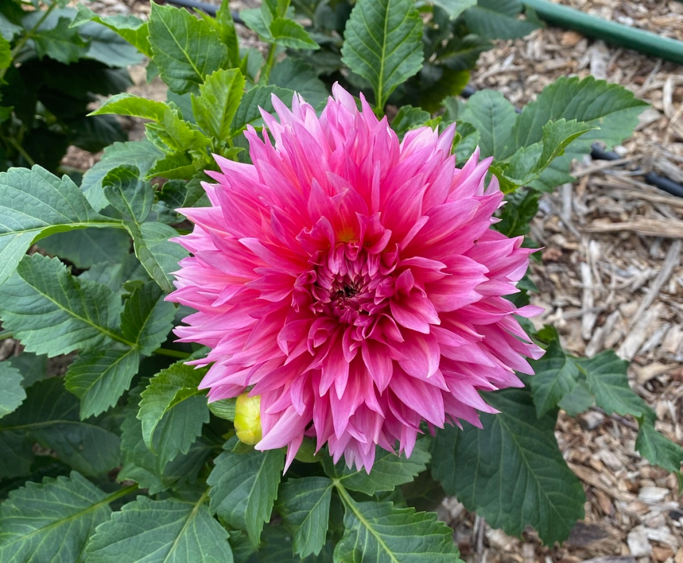 Magenta Dahlia flower grown on STEMS Wayland Massachusetts farm