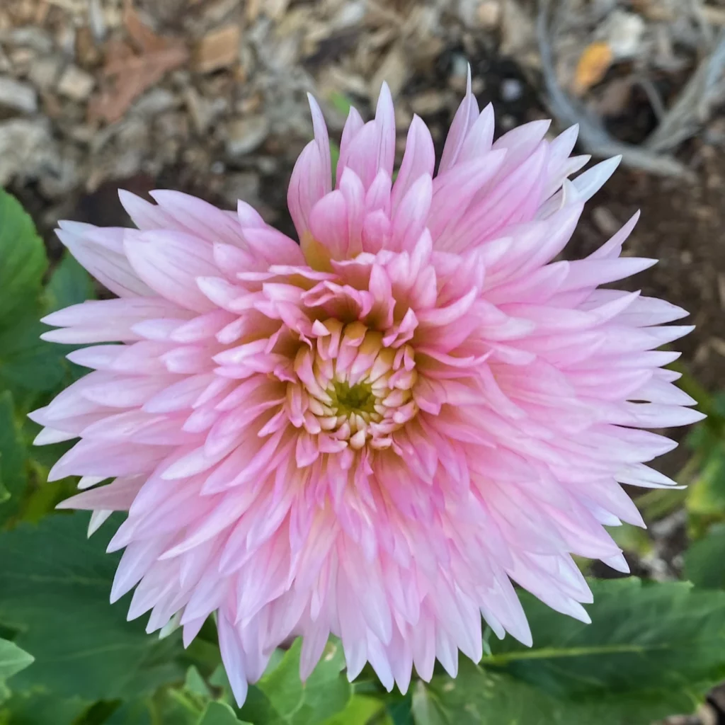 Alloway Candy dahlia