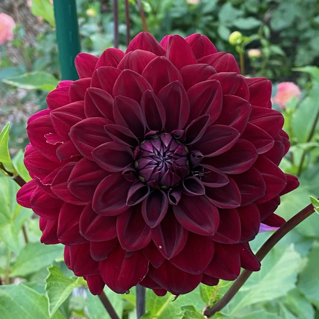 Black Satin dahlia