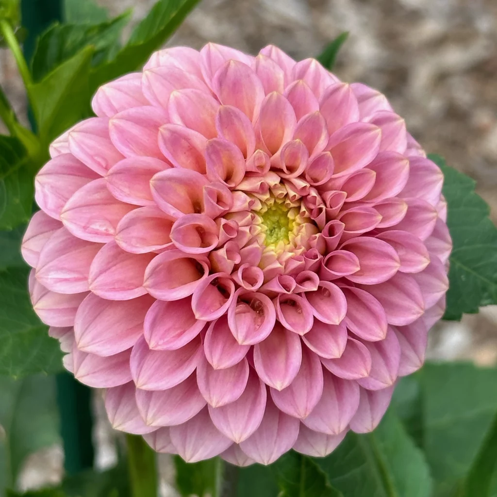 Caitlyns Joy dahlia