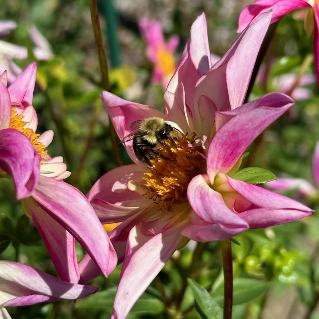 Fancy Pants dahlia