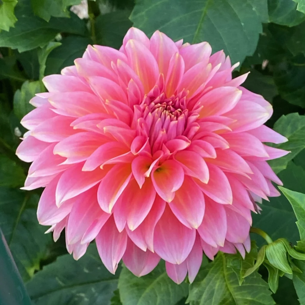 Kenora Lisa dahlia