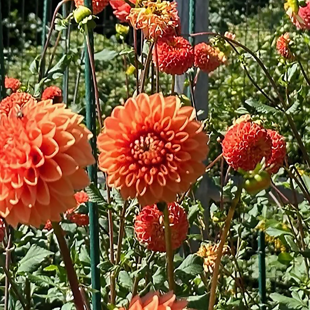 Little Ceasar dahlia