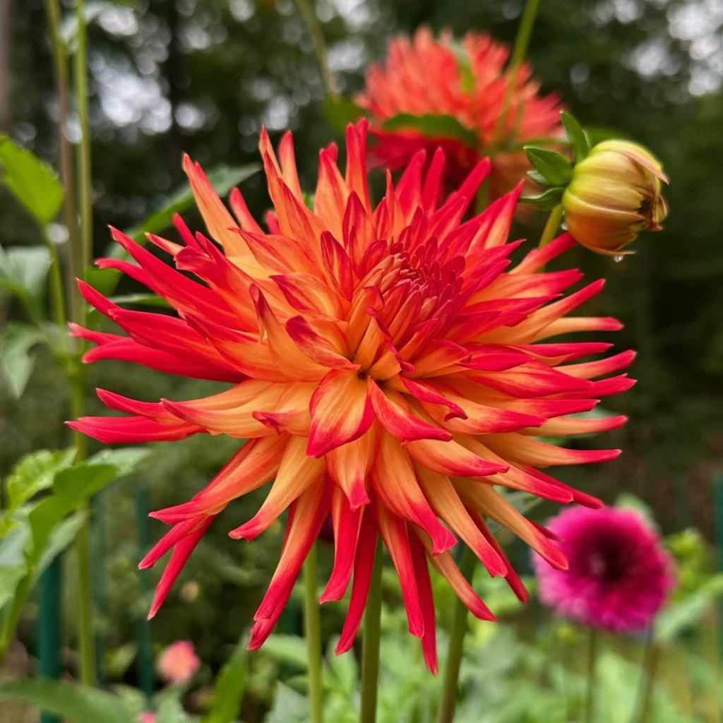 Pinelands Pam dahlia