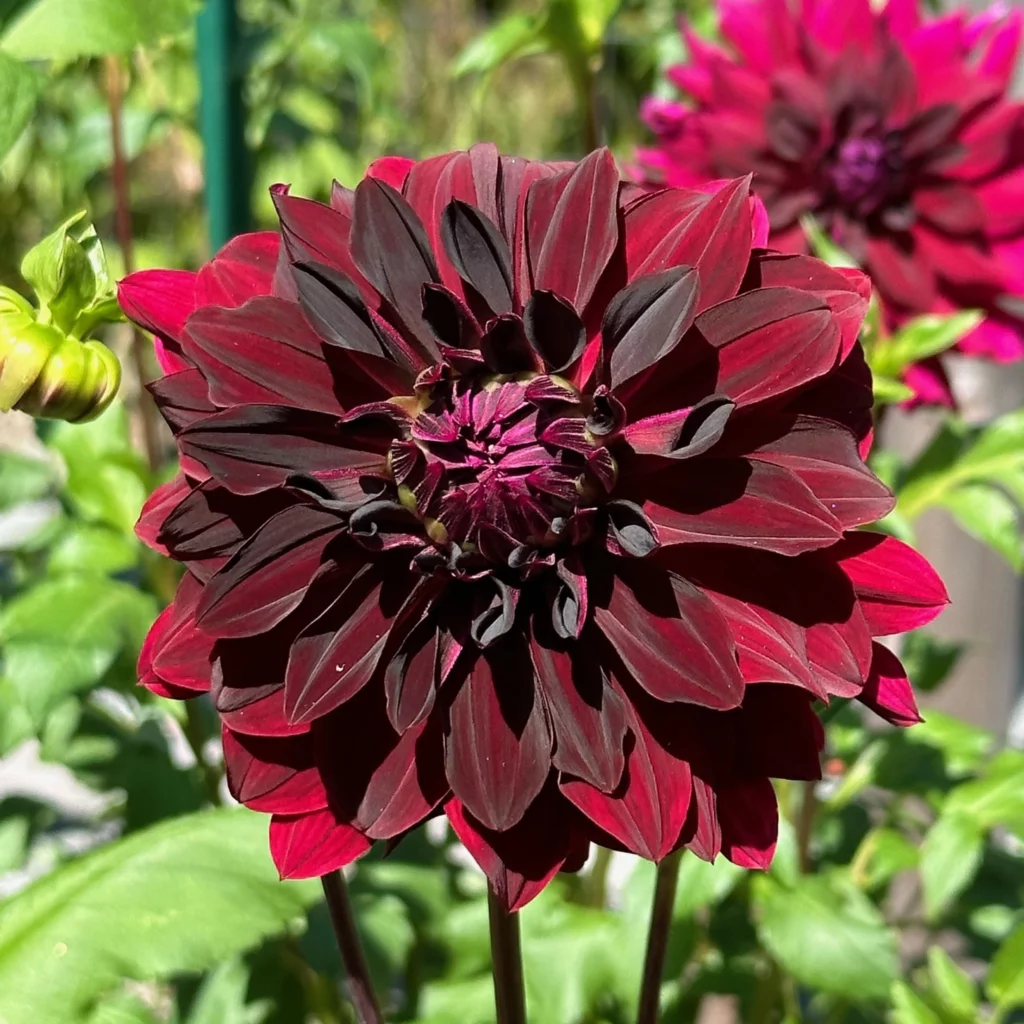 RIP City dahlia