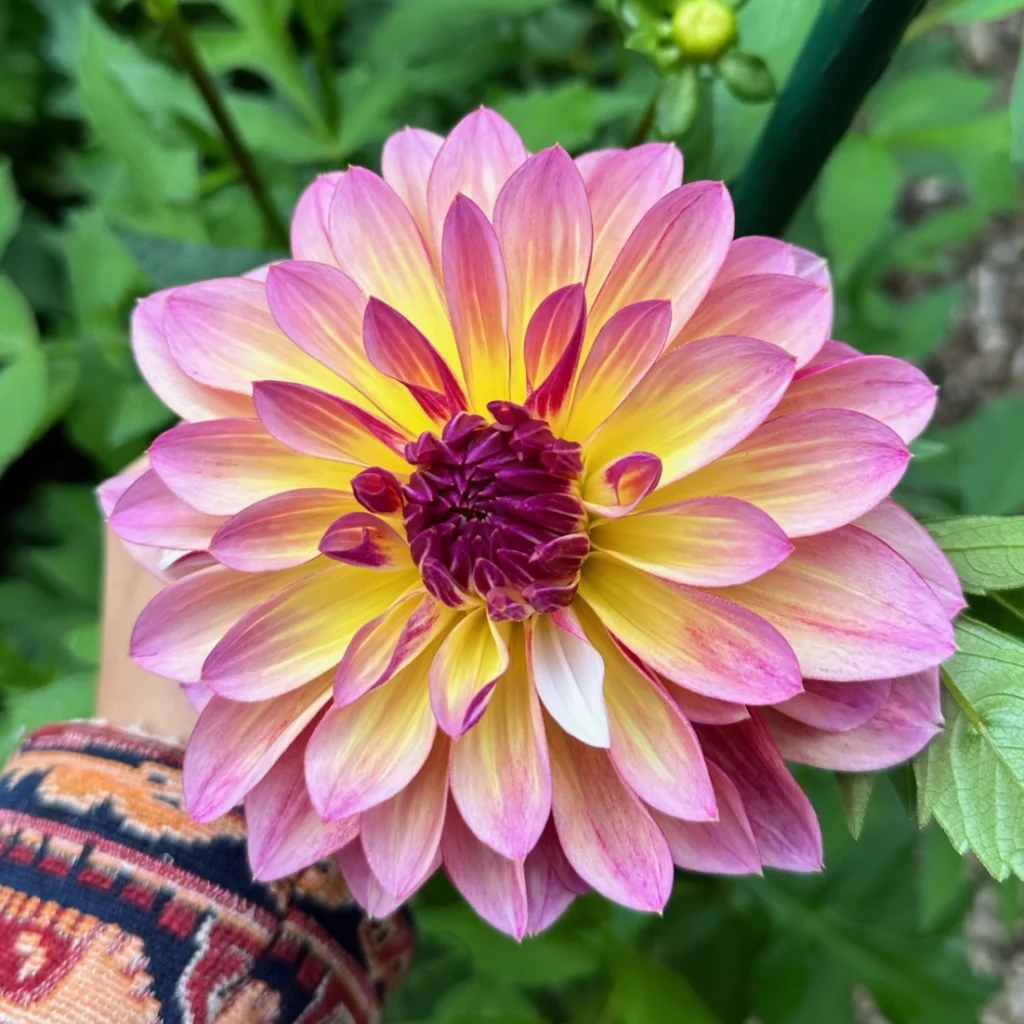RawHide dahlia