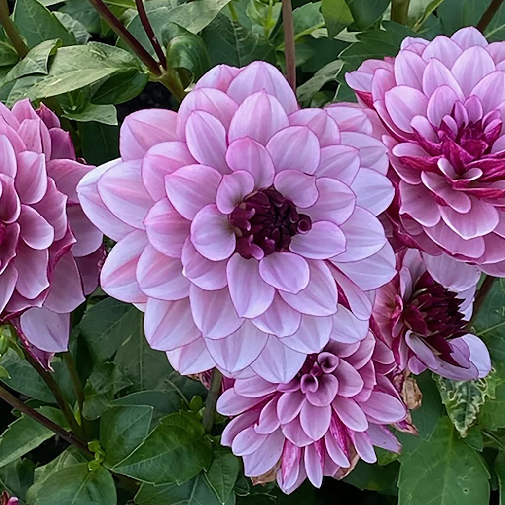 Senior Hope dahlia
