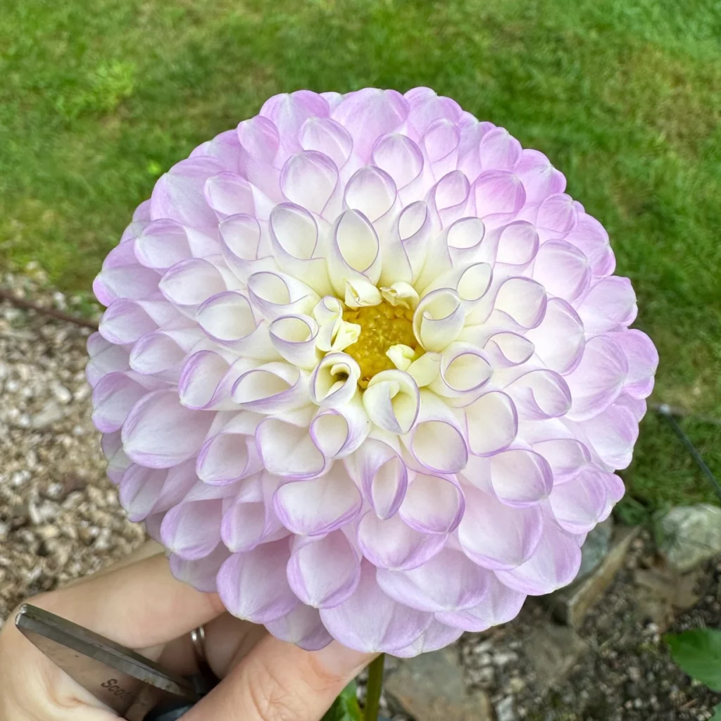 Snoho Sonia dahlia