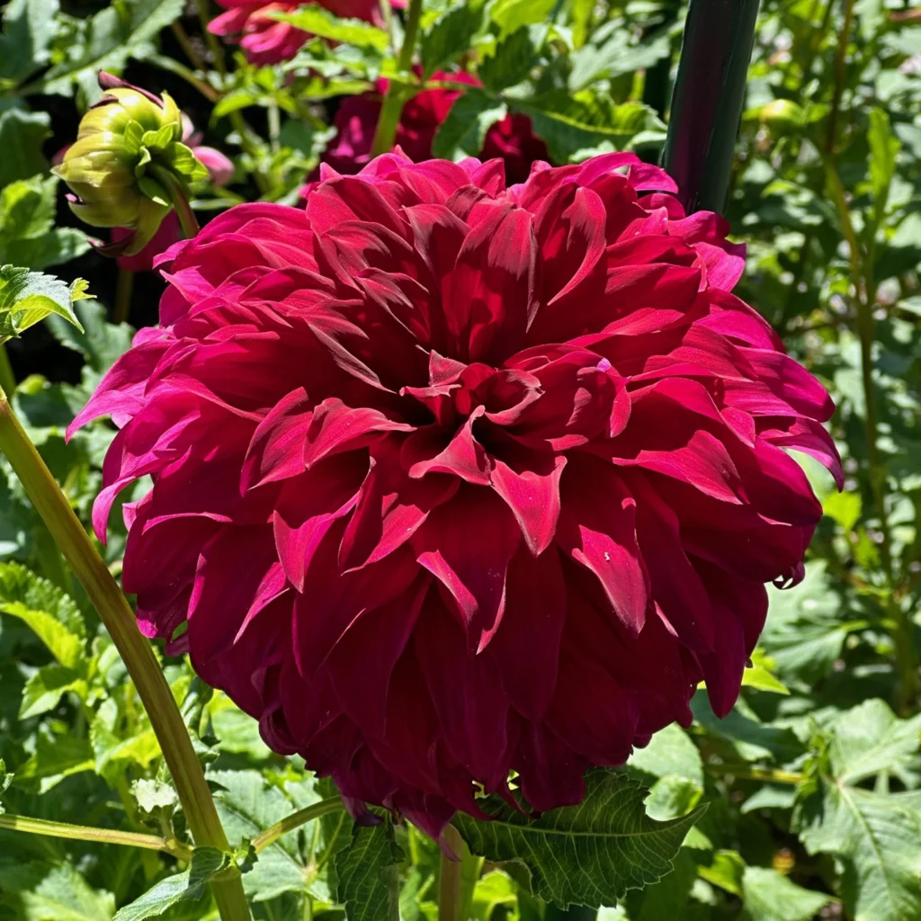 Spartacus dahlia